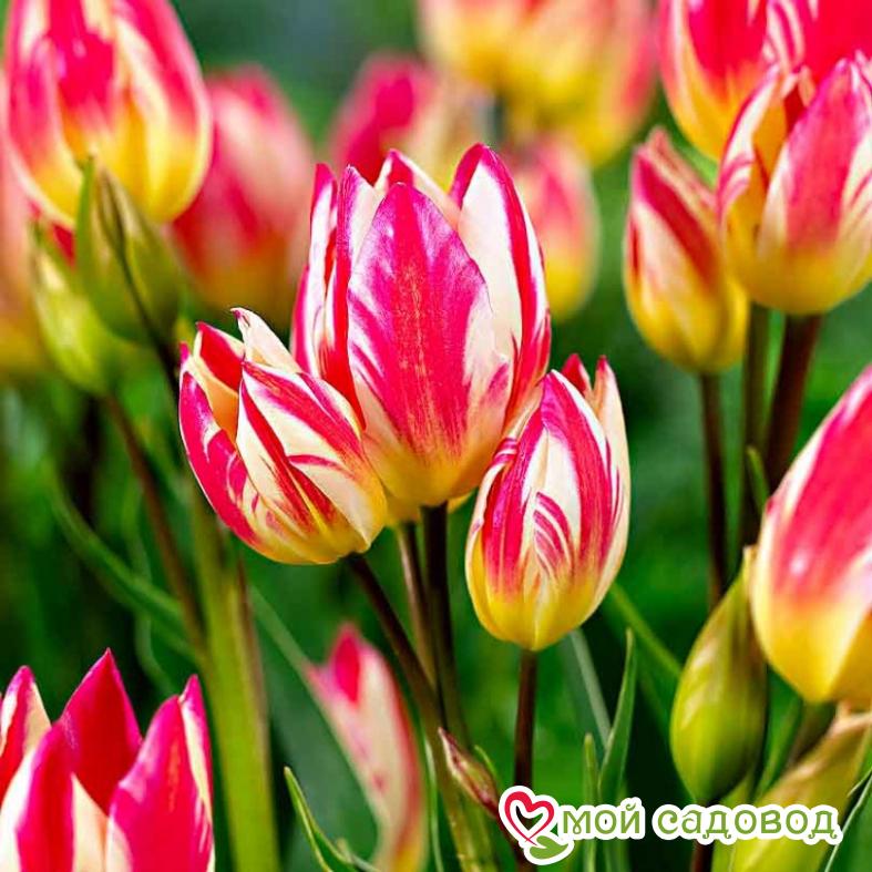 Тюльпан Триколет