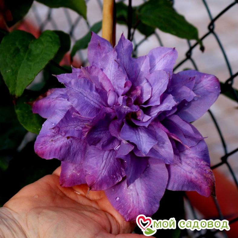 Клематис ВИВИАН ПЕННЕЛ